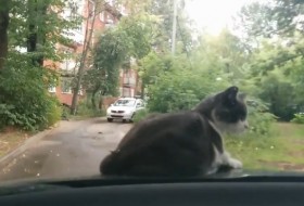 macska, oroszország, videó