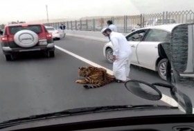 katar, tigris, videó katar, tigris, videó